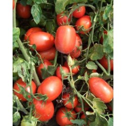Pomidor Calista F1 5 000n.