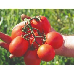 Pomidor Edimar F1 5 000n.