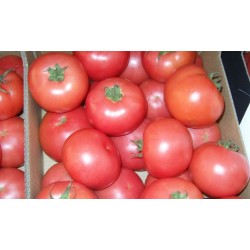 Pomidor V404 F1 1 000 n.