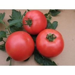 Pomidor VP1 F1 250 n.