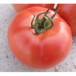 Pomidor VP2 F1 250 n.