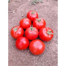 Pomidor Ekin F1 100 n.