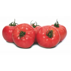 Pomidor Fuchsia F1...