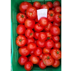 Pomidor Maracana 500n.