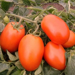Pomidor Galilea F1 1 000n.