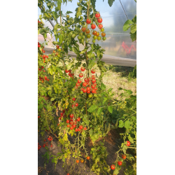 Pomidor cherry Roney F1 100n.