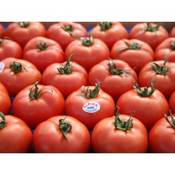 Pomidor Elpida F1 500 n.