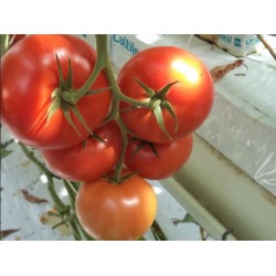 Pomidor Enzalina F1 1 000n.