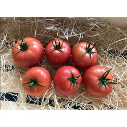 Pomidor Enroza F1 500 n.