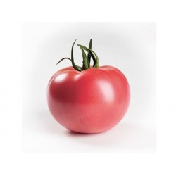 Pomidor Enroza Organic F1...
