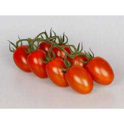 Pomidor Ardiles F1 500 n.
