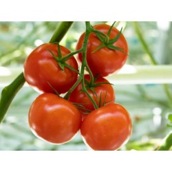 Pomidor Extenza F1 1 000n.
