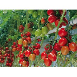 Pomidor Savantas Organic F1...