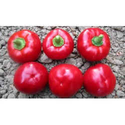 Papryka pomidorowa Indus 500 n