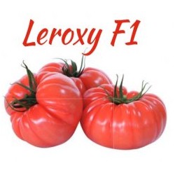 Pomidor Leroxy F1 100 n