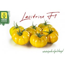Pomidor Lacitrine F1 100 n