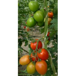 Pomidor Millonety F1 50 n.