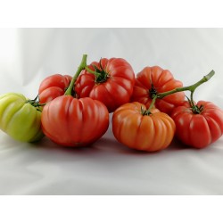 Pomidor Cassarosa F1 50 n.