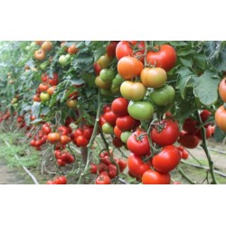 Pomidor Boderine 500 n
