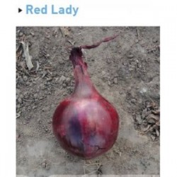 Cebula Red Lady F1