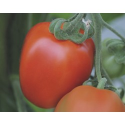 Pomidor Benito F1 1000 n