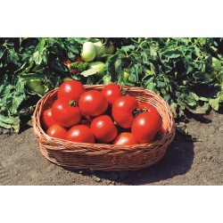 Pomidor Polbig F1 1 000 n