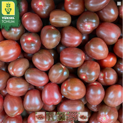 Pomidor Purpurina F1 50 n.
