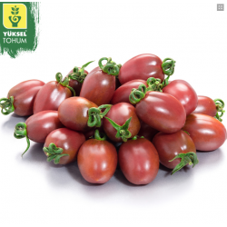 Pomidor Purpurina F1 250 n.