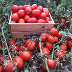 Pomidor Brixtone F1 2 500 n.