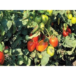 pomidor VISTULA HMC 619998...