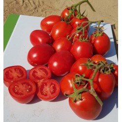 Pomidor Enotrio F1 10 000N