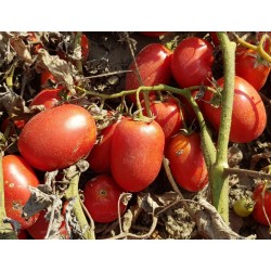 Pomidor Olivenza F1 10 000N