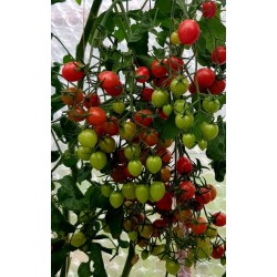 Pomidor Clavellina (cherry)...