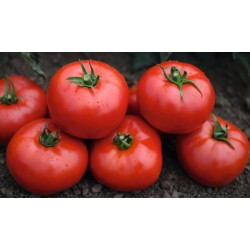 Pomidor Tomsk F1 Prec. 1 000n.