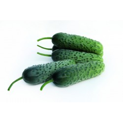 5086- Ogórek Capricorn F1...