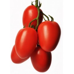 Pomidor Tucano F1 250 n.
