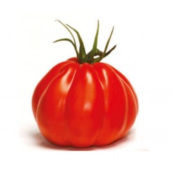 Pomidor Corazon F1 250 n.