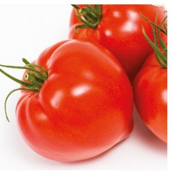 Pomidor Cupidissimo F1 250 n.