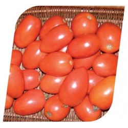 Pomidor Chelse 1 000 n.