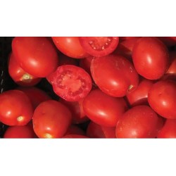 Pomidor SV8840TM 1 000 n.