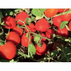 Pomidor Sentosa 1 000 n.