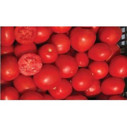 Pomidor Perfectpeel 1 000 n.