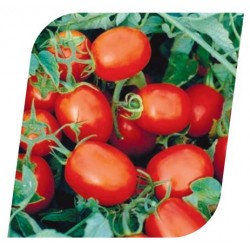 Pomidor Progress 1 000 n.